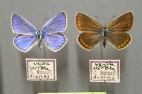 Polyommatus escheri