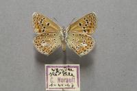 Polyommatus escheri