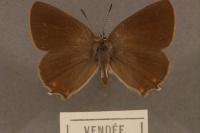 Satyrium acaciae
