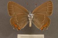Satyrium acaciae