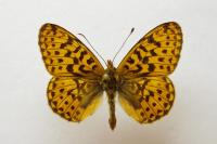 Boloria euphrosyne