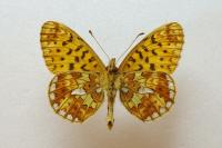 Boloria euphrosyne