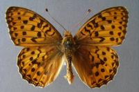 Speyeria aglaja