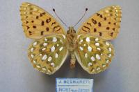 Speyeria aglaja