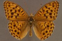 Fabriciana adippe