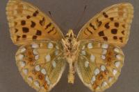 Fabriciana adippe
