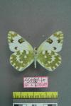 Pontia daplidice