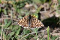 Melitaea cinxia
