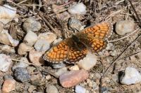 Melitaea parthenoides
