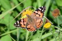 Vanessa cardui
