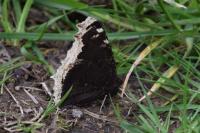 Nymphalis antiopa