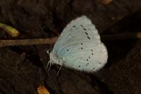 Celastrina argiolus