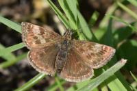 Erynnis tages