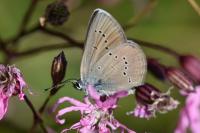 Cyaniris semiargus