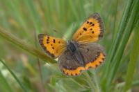 Lycaena phlaeas