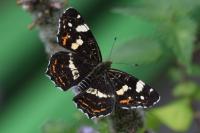 Araschnia levana