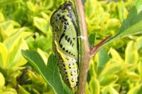 Aporia crataegi