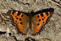 Nymphalis polychloros