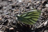 Pieris napi