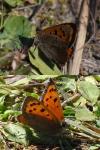 Lycaena phlaeas