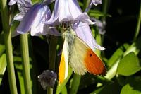 Anthocharis cardamines