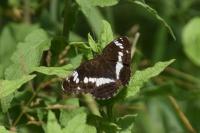 Limenitis camilla