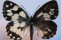 Melanargia galathea