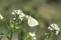 Pieris napi