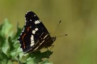Araschnia levana