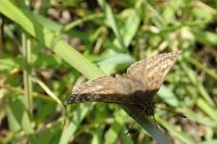 Erynnis tages
