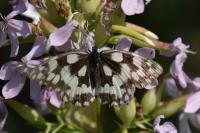 Melanargia galathea