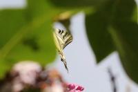 Iphiclides podalirius