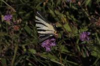 Iphiclides podalirius