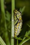 Aporia crataegi
