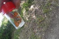 Melitaea phoebe