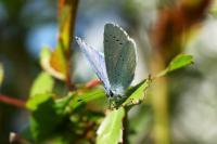 Celastrina argiolus