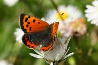 Lycaena phlaeas