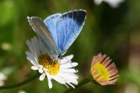 Celastrina argiolus