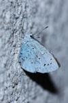 Celastrina argiolus