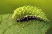 Thecla betulae