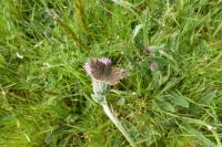 Erynnis tages