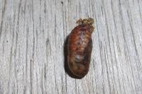 Quercusia quercus