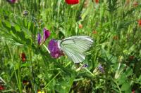 Aporia crataegi