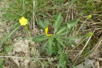 Lycaena tityrus
