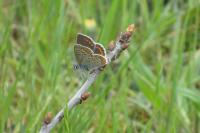 Aricia agestis