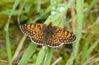 Melitaea cinxia