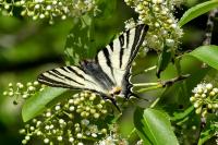 Iphiclides podalirius
