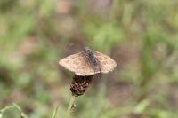 Erynnis tages