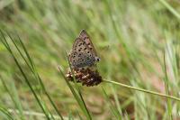Lycaena tityrus