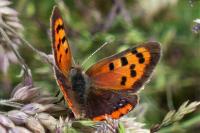 Lycaena phlaeas